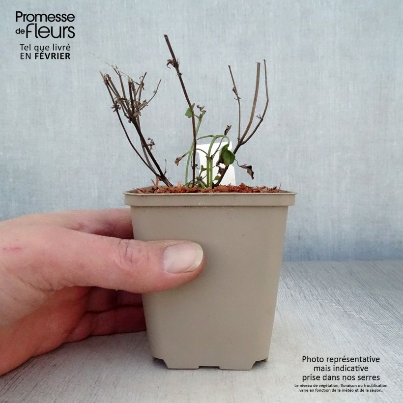 Amostra de Agastache Kudos Coral Vaso de 8/9 cm tal como entregue no inverno