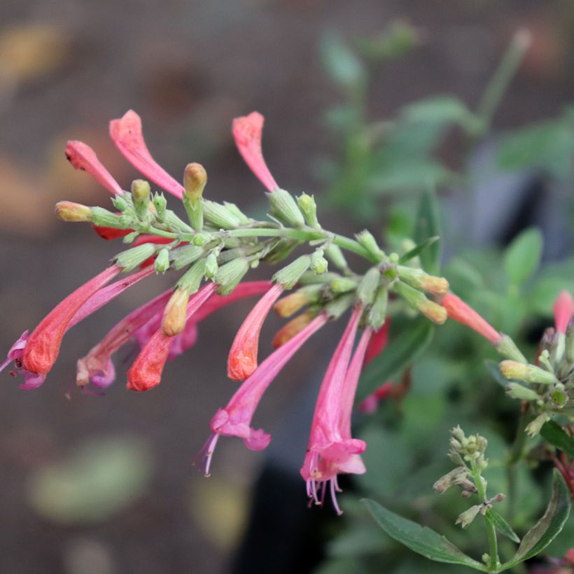 Agastache Kudos Coral (Floração)