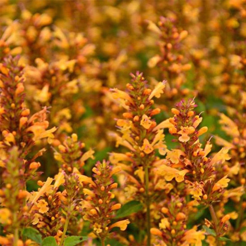 Agastache Kudos Gold (Floração)