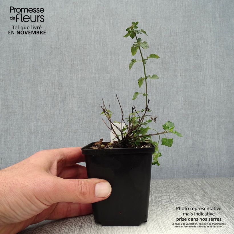 Amostra de Agastache Kudos Mandarin Vaso de 8/9 cm tal como entregue no outono