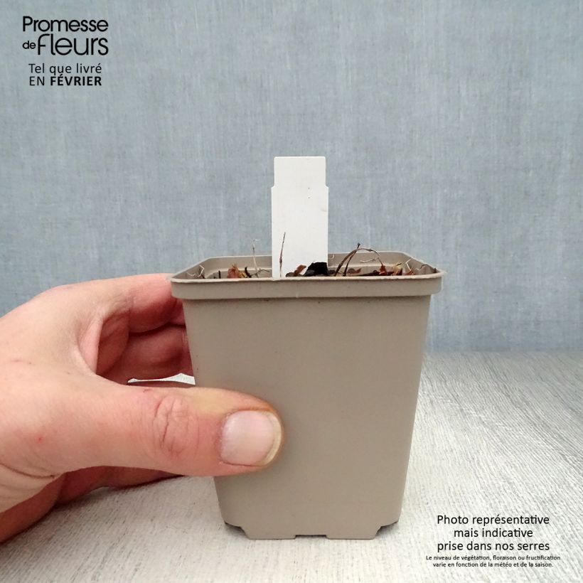 Amostra de Agastache Kudos Mandarin Vaso de 8/9 cm tal como entregue no inverno