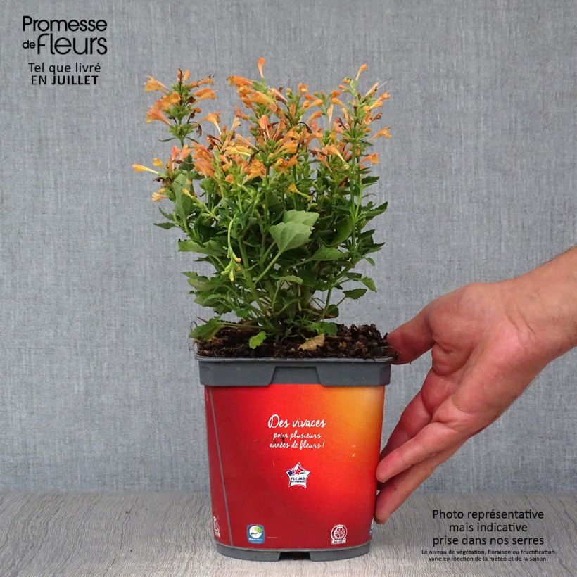Amostra de Agastache Kudos Mandarin Vaso de 2 L/3 L tal como entregue no verão