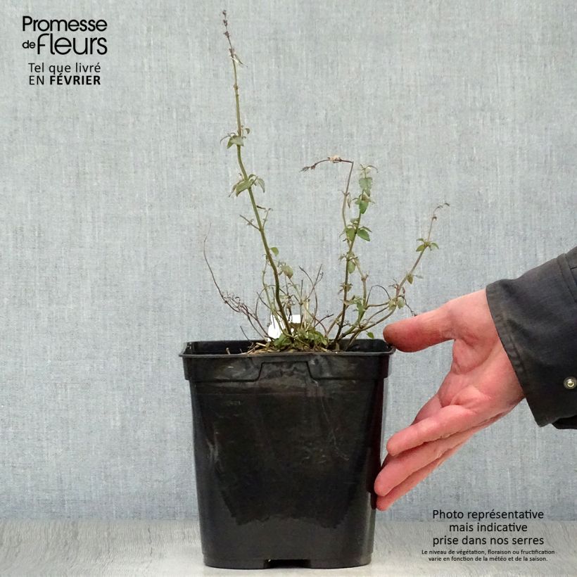 Amostra de Agastache Kudos Mandarin Vaso de 2 L/3 L tal como entregue no inverno