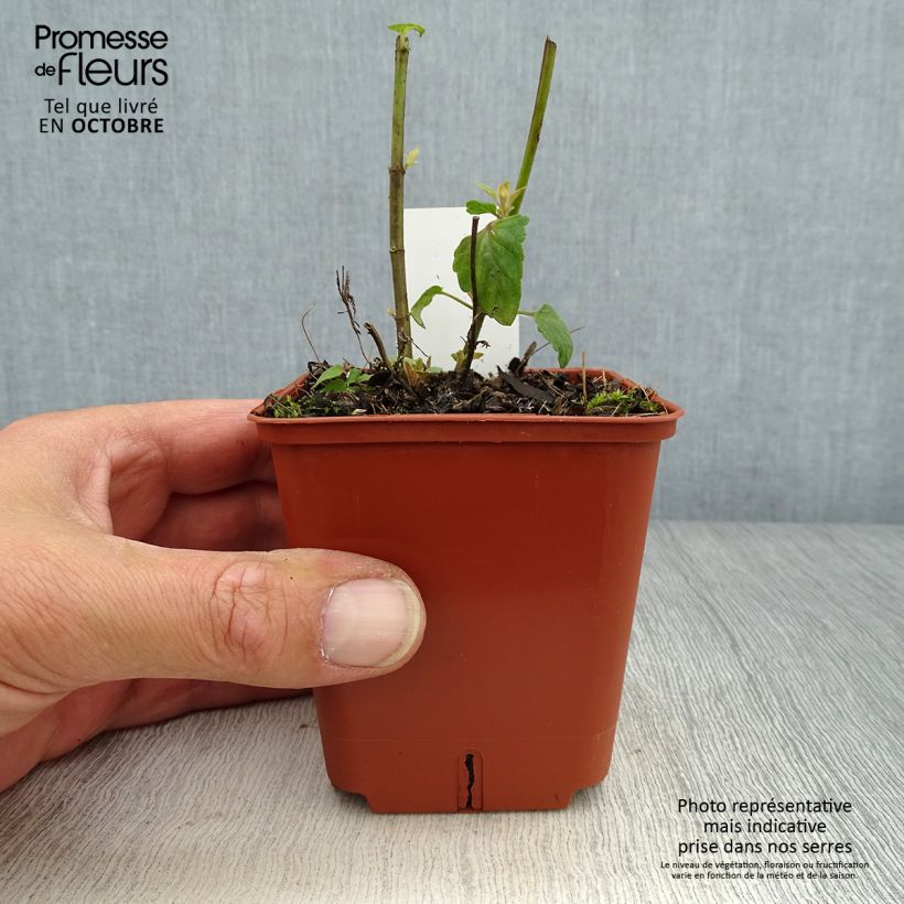 Amostra de Agastache Kudos Red Vaso de 8/9 cm tal como entregue no outono
