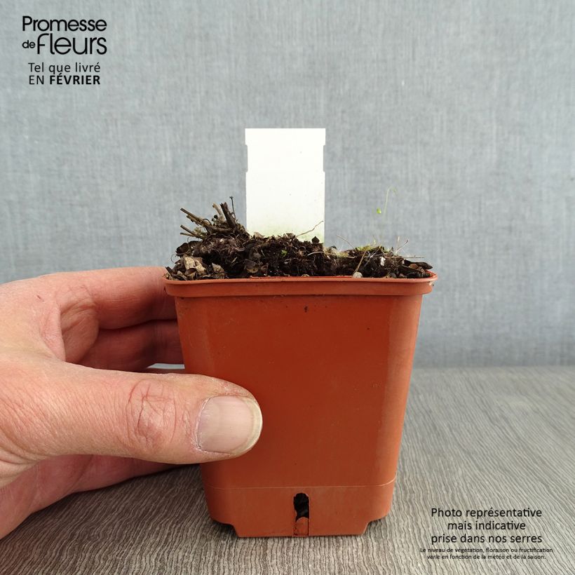 Amostra de Agastache Kudos Red Vaso de 8/9 cm tal como entregue no inverno