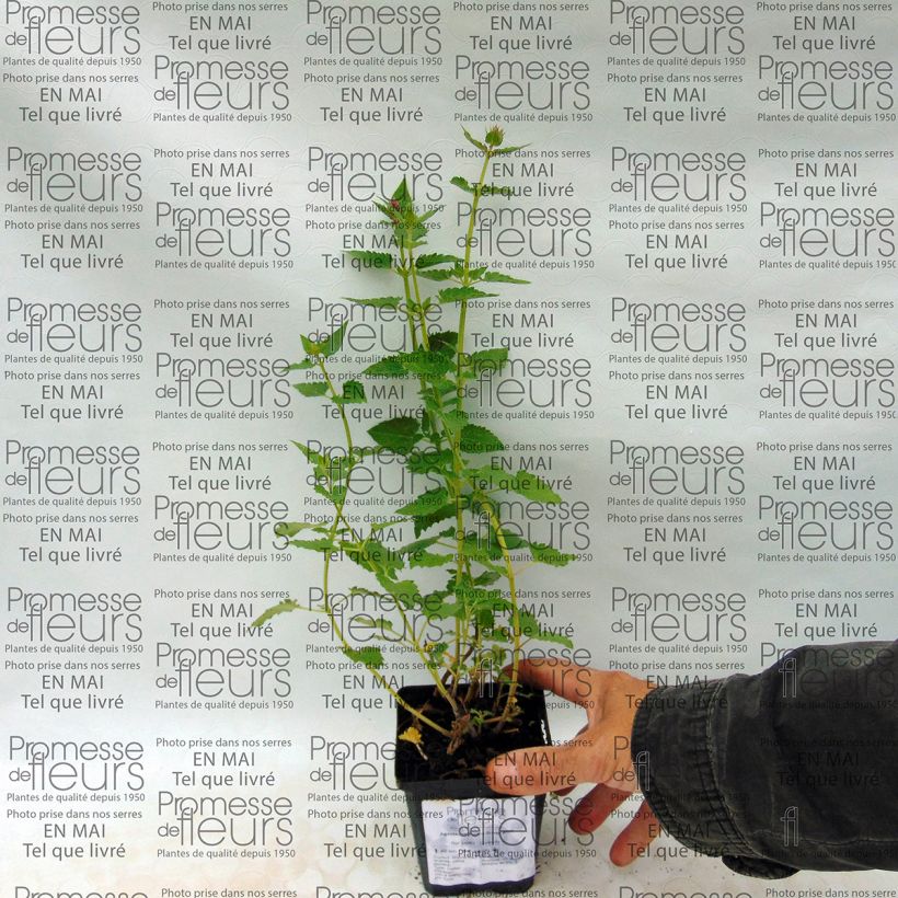 Exemplo de amostra de Agastache Kudos Silver Blue Godet de 8/9 cm tal como entregue