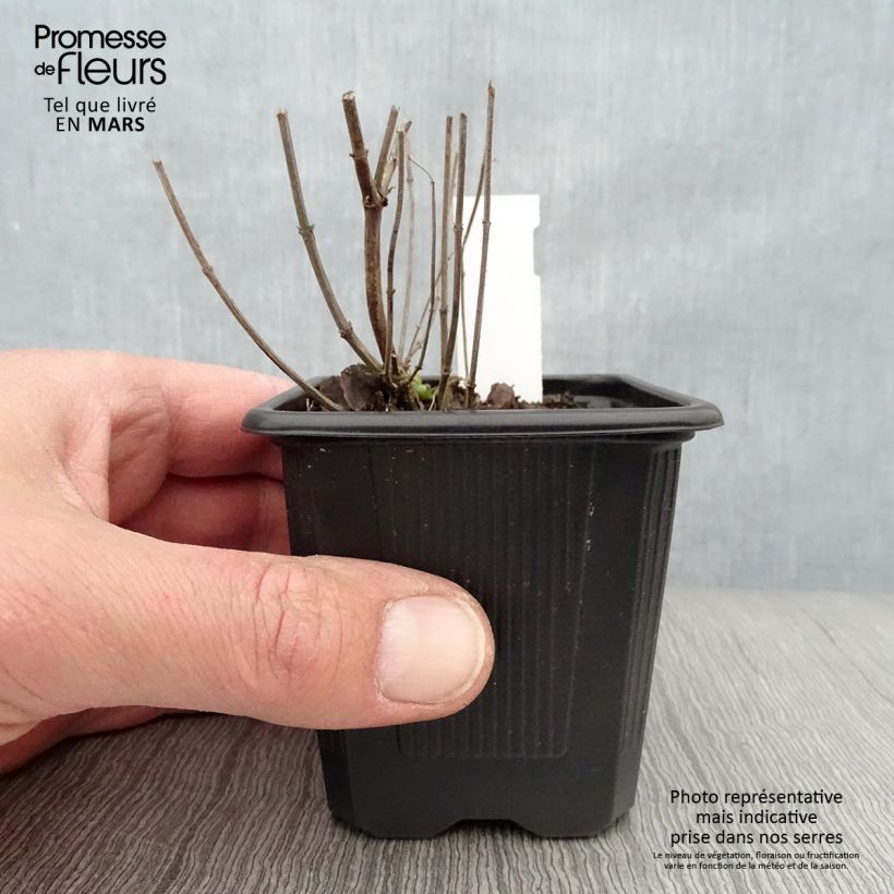 Amostra de Agastache Kudos Yellow Vaso de 8/9 cm tal como entregue na primavera