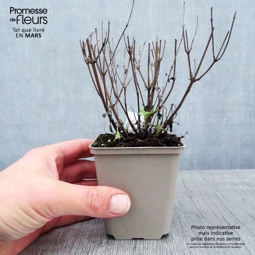 Amostra de Agastache Kudos Yellow Vaso de 8/9 cm tal como entregue no inverno