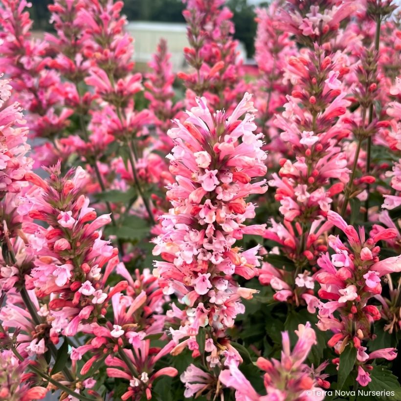 Agastache Pink Pearl - Hortelã coreana (Floração)