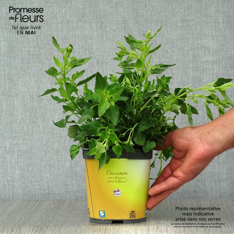 Amostra de Agastache Poquito Butter Yellow Vaso de 2 L/3 L tal como entregue na primavera