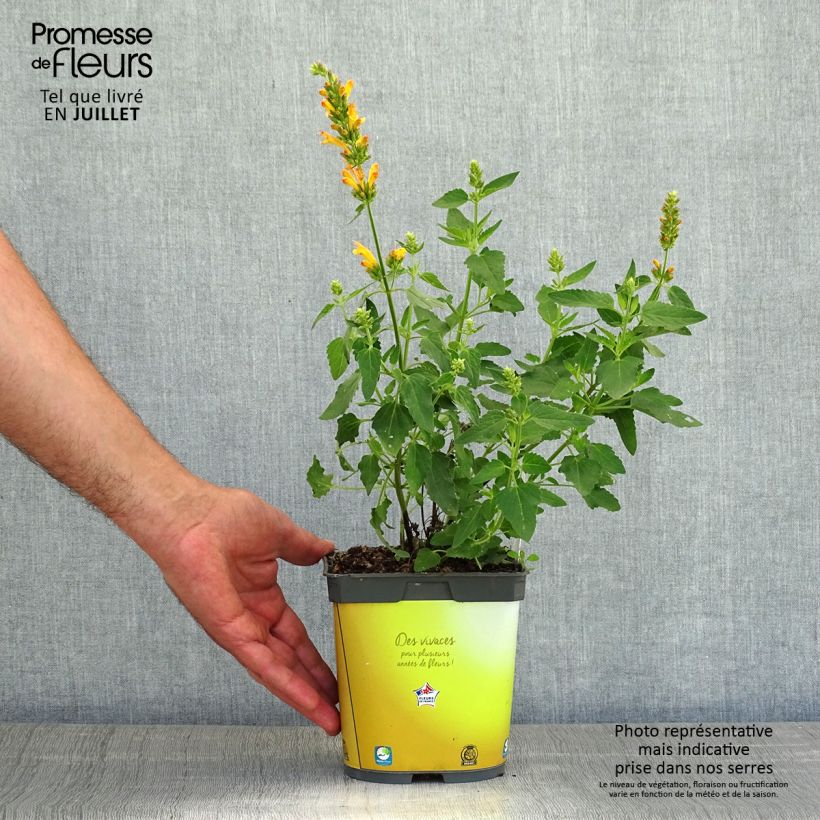 Amostra de Agastache Poquito Butter Yellow Vaso de 2 L/3 L tal como entregue no verão
