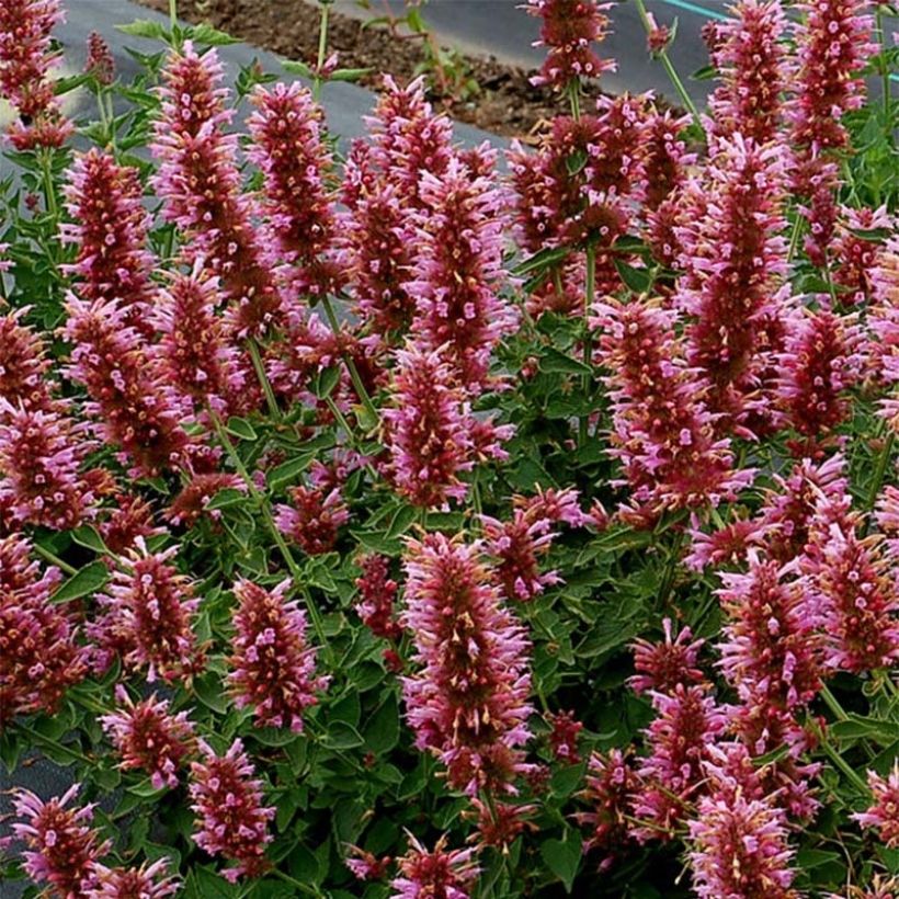 Agastache Poquito Lavender (Floração)
