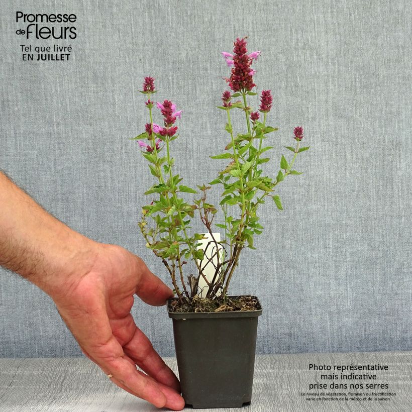 Amostra de Agastache Poquito Lavender Vaso de 8/9 cm tal como entregue no verão