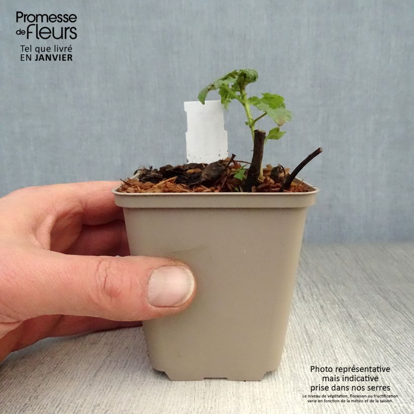 Amostra de Agastache Poquito Lavender Vaso de 8/9 cm tal como entregue no inverno