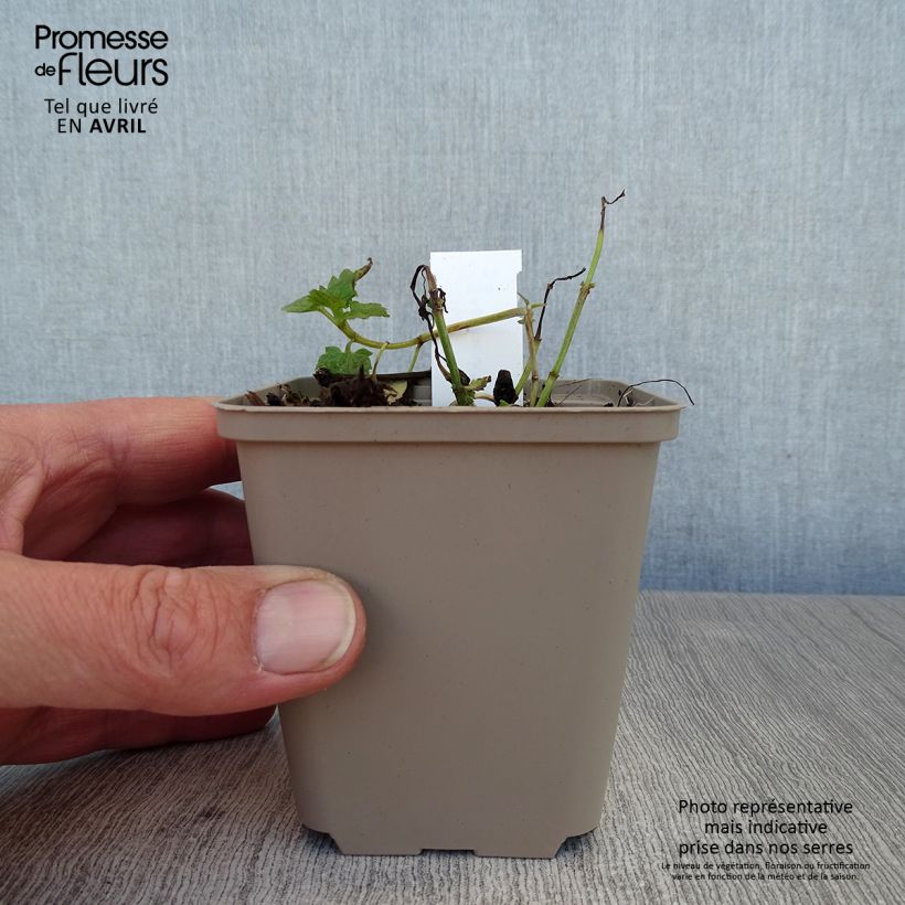 Amostra de Agastache Poquito Lavender Vaso de 8/9 cm tal como entregue na primavera