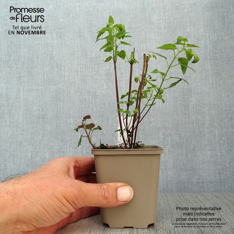 Amostra de Agastache Serpentine Vaso de 8/9 cm tal como entregue no outono