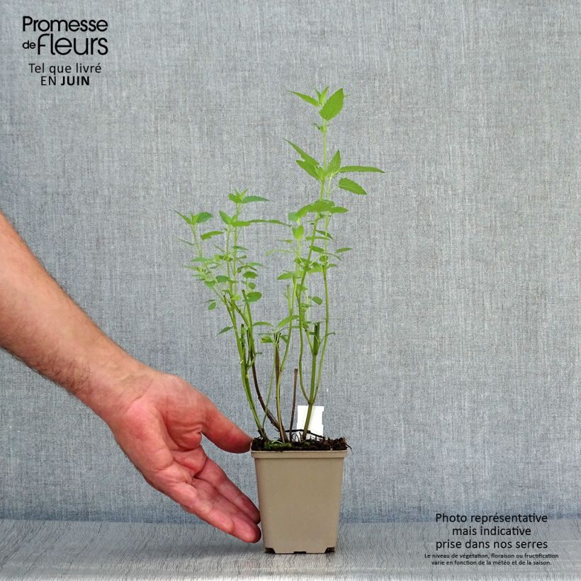 Amostra de Agastache Serpentine Vaso de 8/9 cm tal como entregue no verão