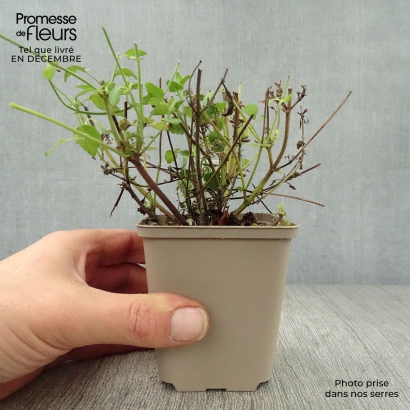 Amostra de Agastache Serpentine - Agastache hybride Vaso de 8/9 cm tal como entregue no inverno