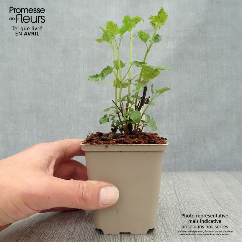 Amostra de Agastache Serpentine Vaso de 8/9 cm tal como entregue na primavera