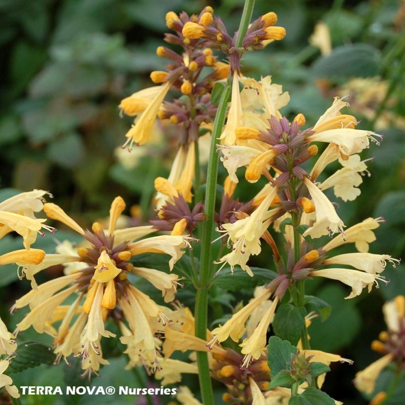 Agastache Summer Glow (Floração)