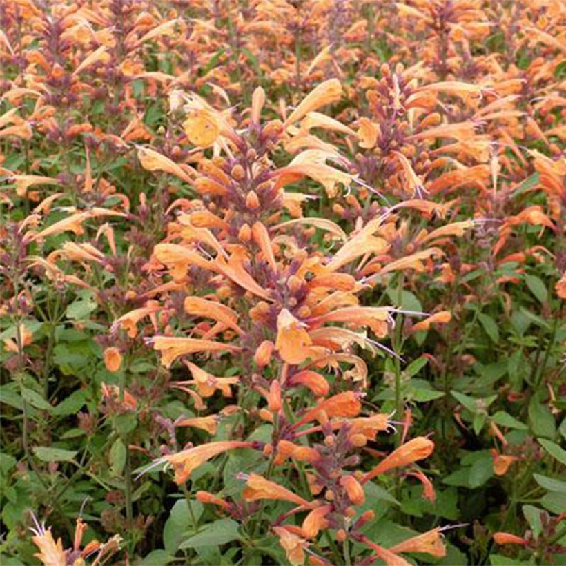 Agastache Summer Sunset (Floração)