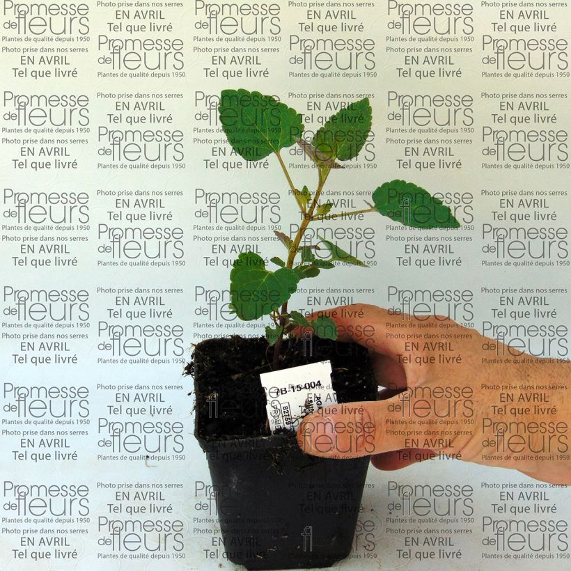 Exemplo de amostra de Agastache Summer Sunset Vaso de 8/9 cm tal como entregue