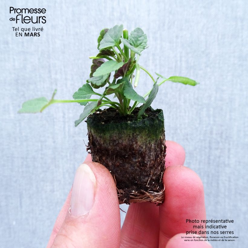 Amostra de Agastache Sunny Sparks Pink Improved Mini-motte Ø 1,5/2,5 cm tal como entregue na primavera