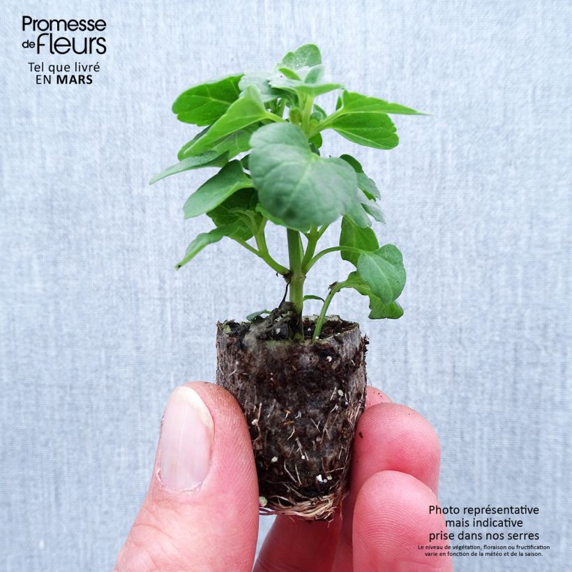 Amostra de Agastache Sunny Sparks Tangerine Mini-motte Ø 1,5/2,5 cm tal como entregue na primavera