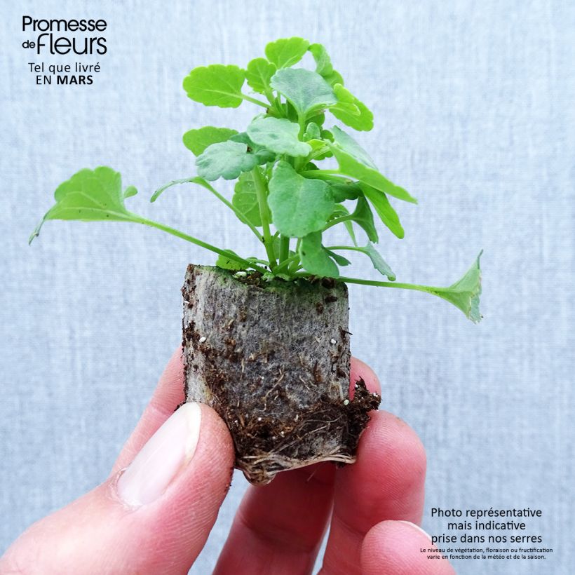 Amostra de Agastache Sunny Sparks Yellow Mini-motte Ø 1,5/2,5 cm tal como entregue na primavera