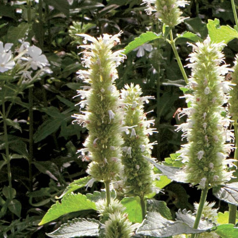 Agastache rugosa Alabaster (Floração)