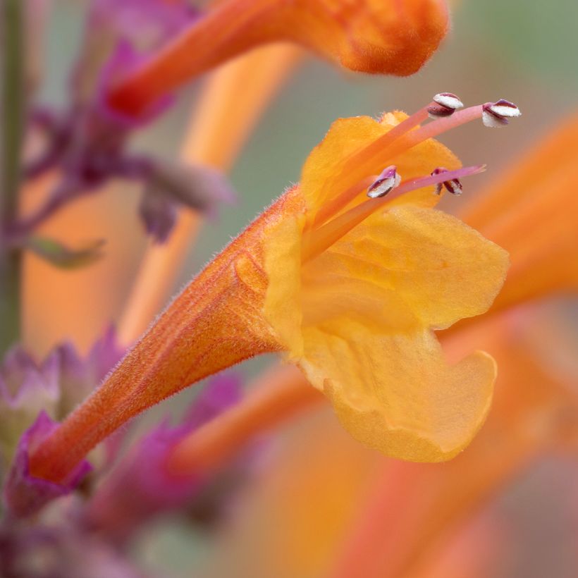 Agastache aurantiaca Apricot Sprite (Floração)