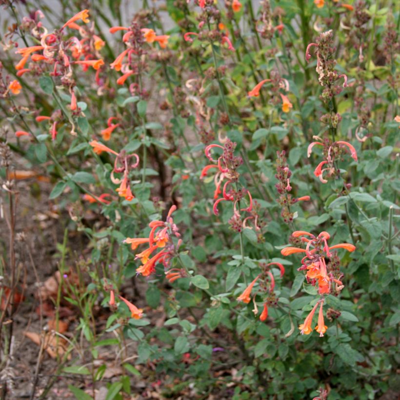 Agastache aurantiaca Apricot Sprite (Hábito)