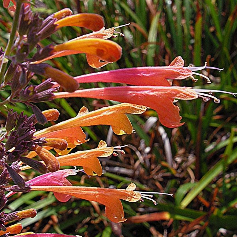 Agastache aurantiaca Tango (Floração)