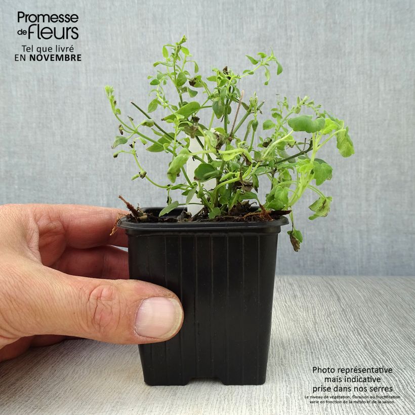 Amostra de Agastache aurantiaca Tango Vaso de 8/9 cm tal como entregue no outono