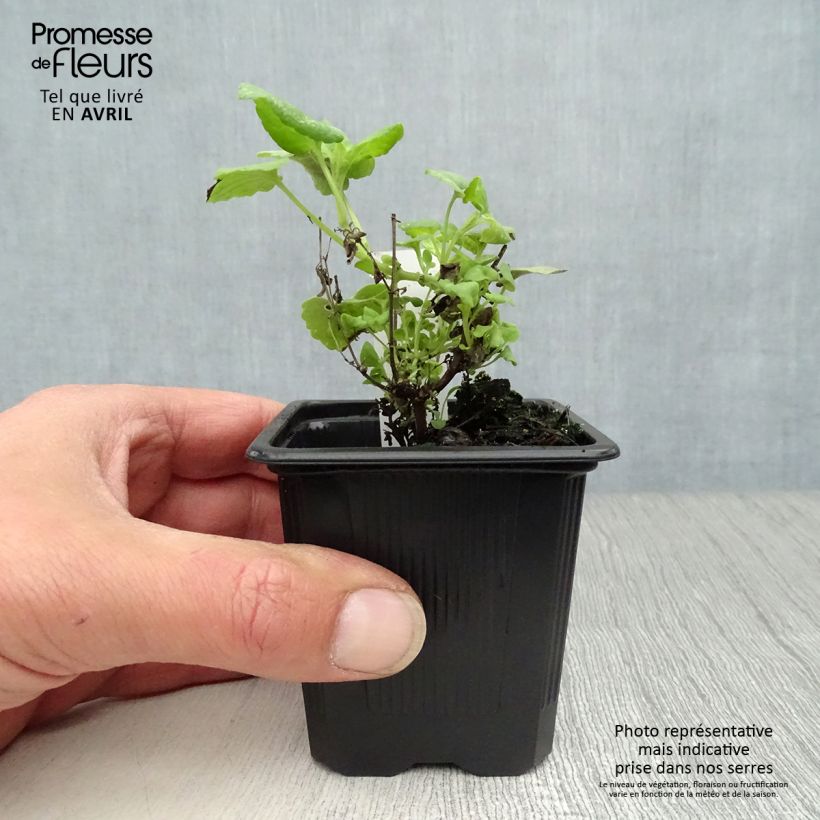 Amostra de Agastache aurantiaca Tango Vaso de 8/9 cm tal como entregue na primavera