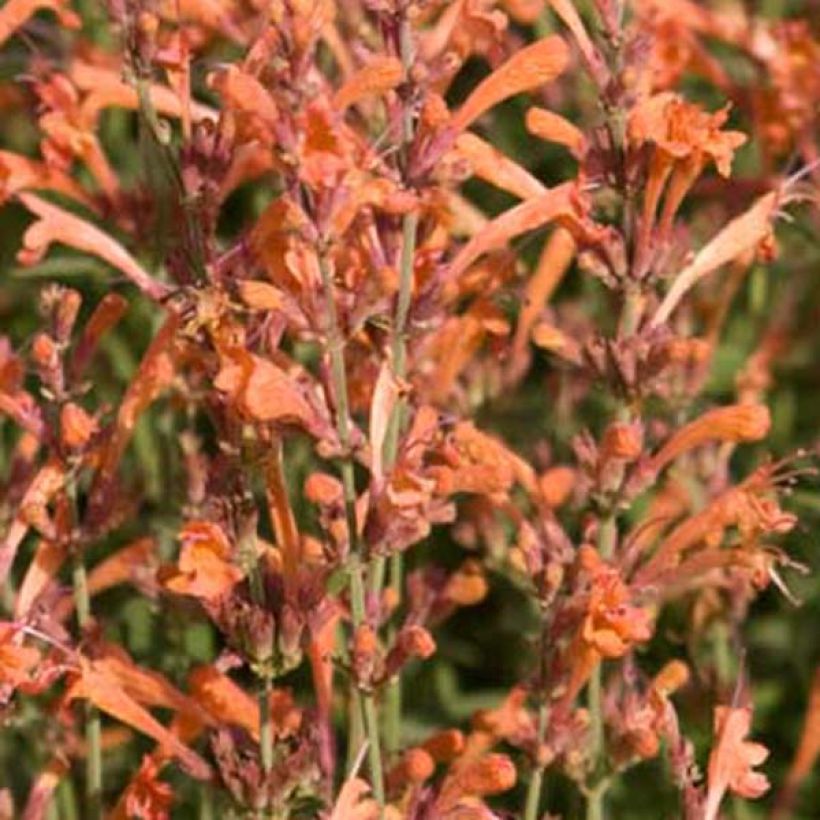 Agastache barberi Firebird (Floração)
