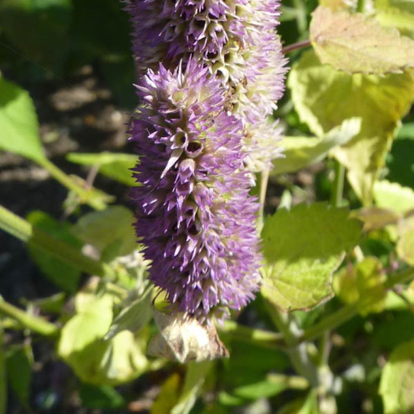 Agastache Blue Fortune (Floração)