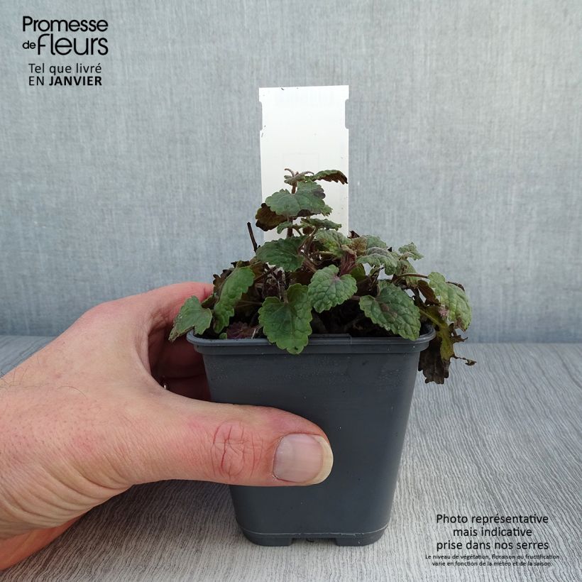 Amostra de Agastache cana Godet de 8/9 cm tal como entregue no inverno