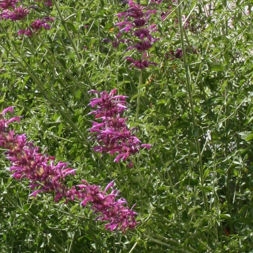 Agastache cana (Folhagem)