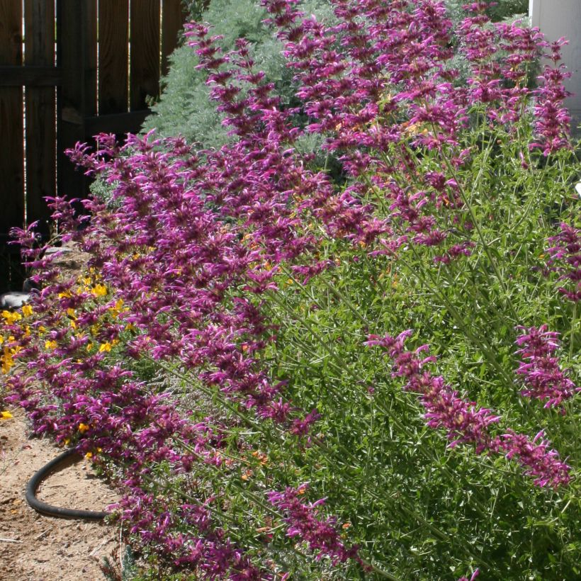 Agastache cana (Hábito)