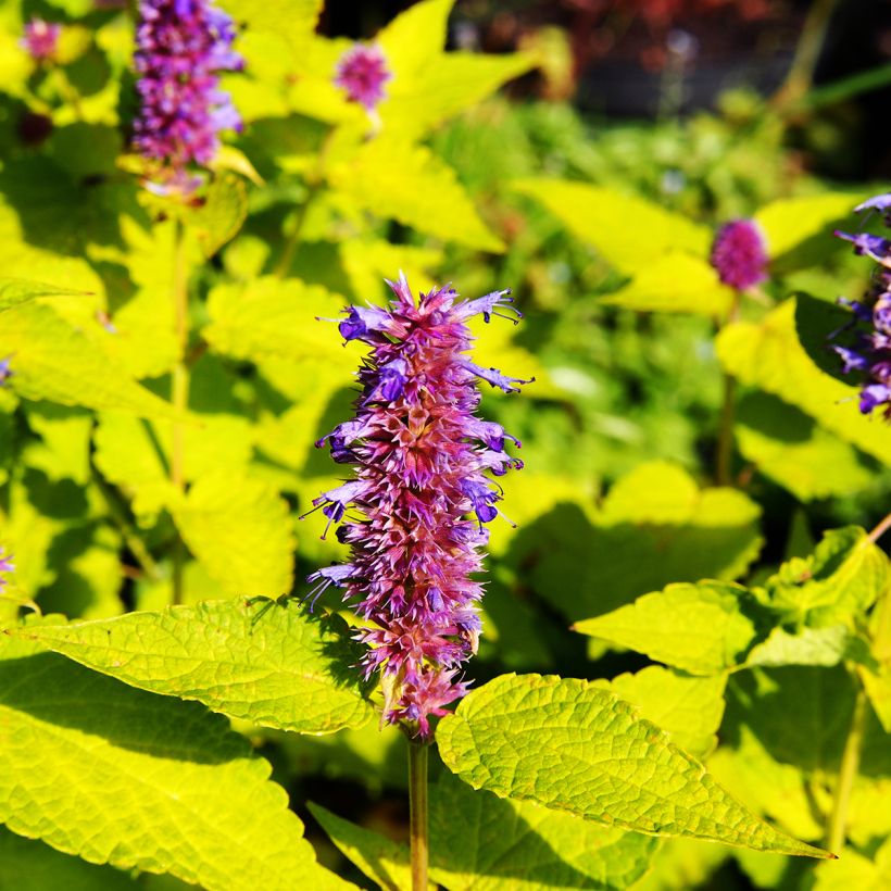 Agastache foeniculum Golden Jubilee (Floração)