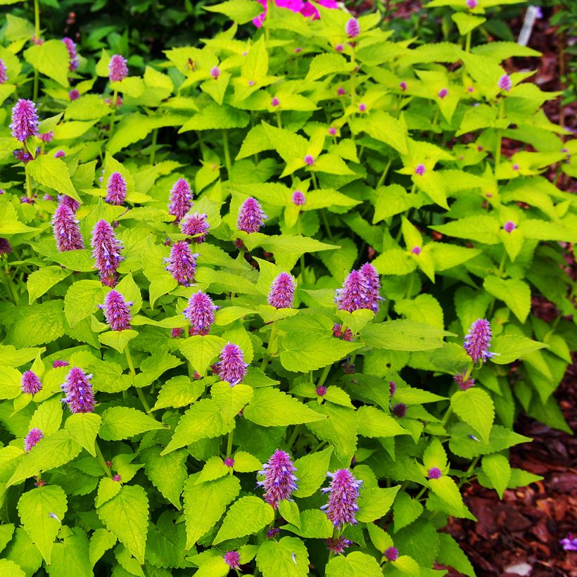 Agastache foeniculum Golden Jubilee (Hábito)