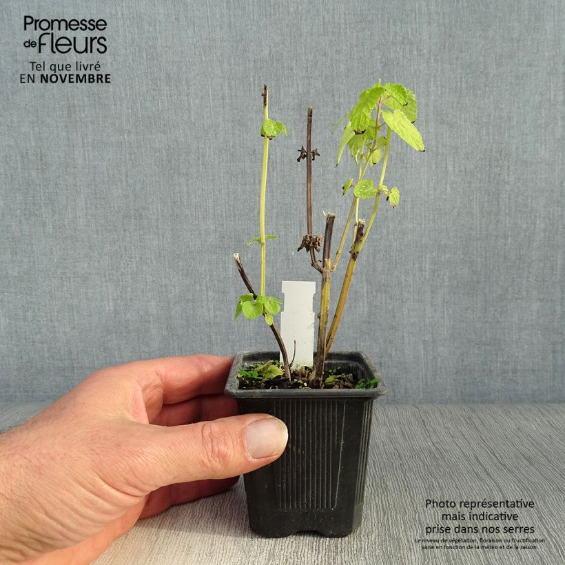 Amostra de Agastache foeniculum Golden Jubilee Vaso de 7/8 cm tal como entregue no outono
