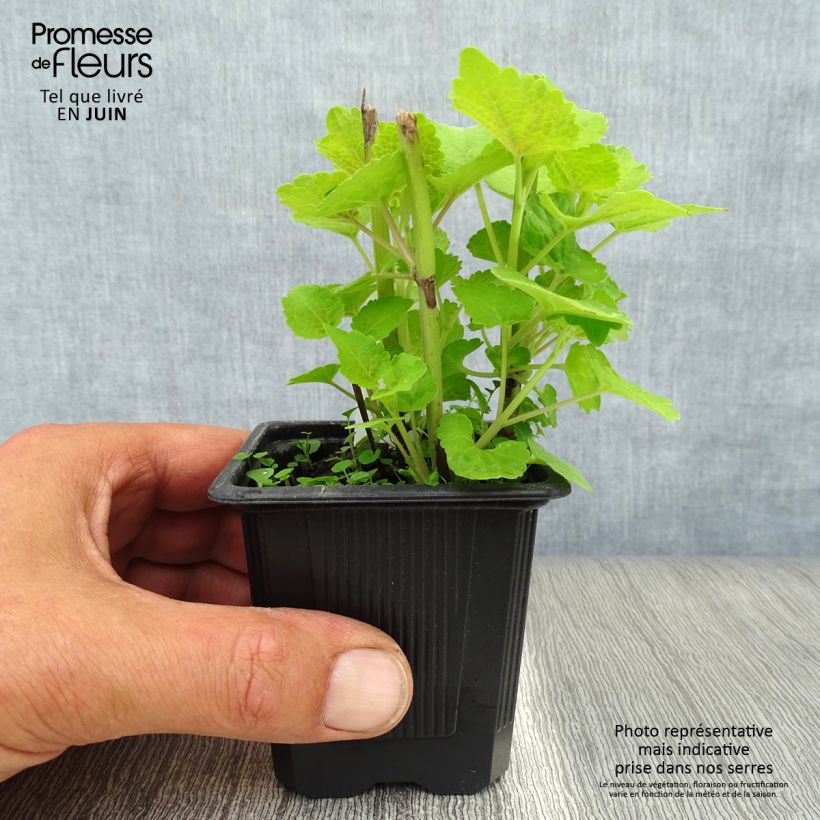 Amostra de Agastache foeniculum Golden Jubilee Vaso de 7/8 cm tal como entregue no verão