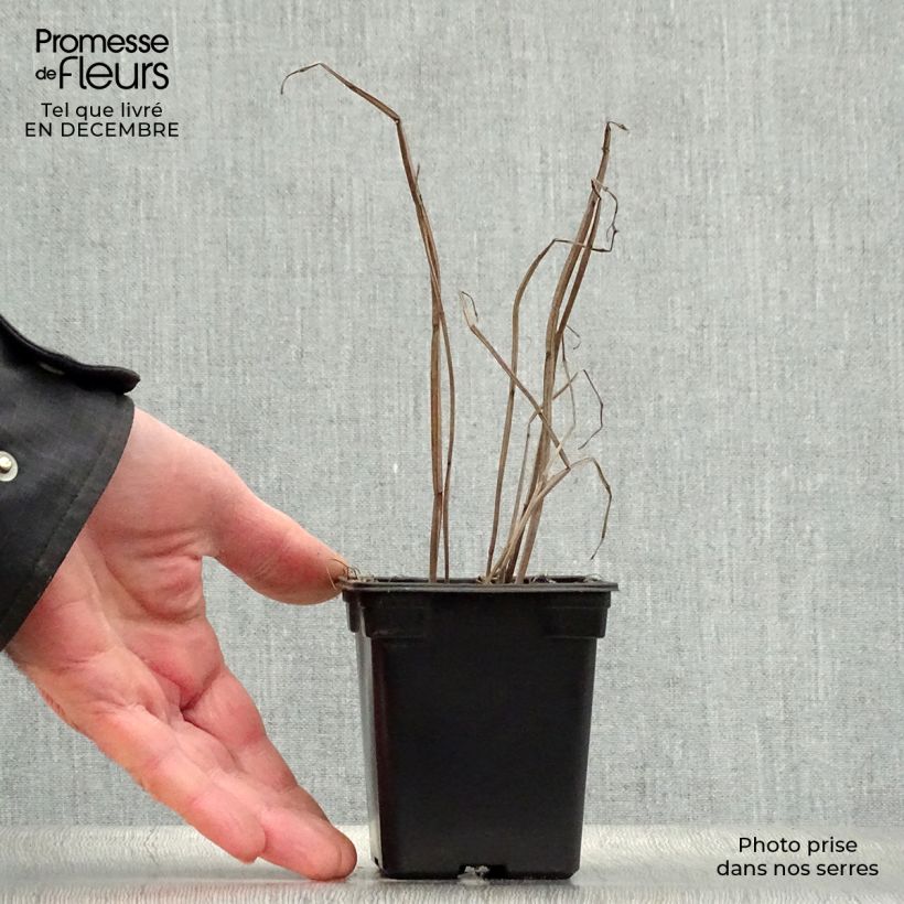 Amostra de Agastache fenouil Golden Jubilee Vaso de 7/8 cm tal como entregue no inverno