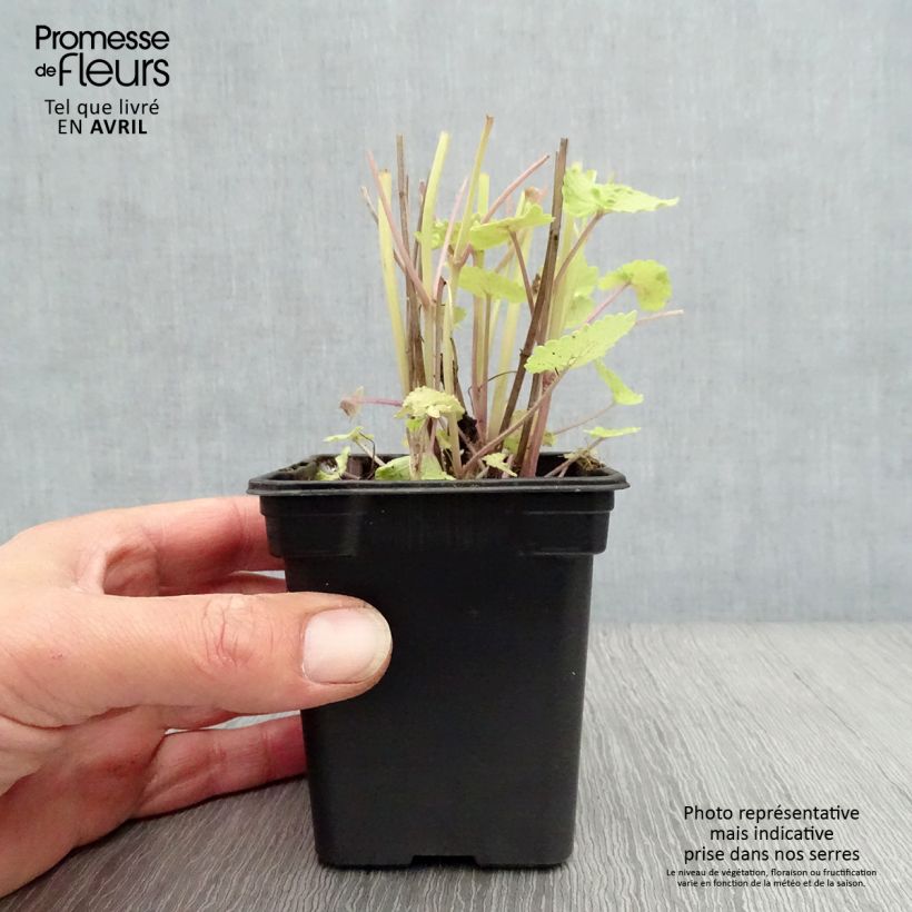 Amostra de Agastache foeniculum Golden Jubilee Vaso de 7/8 cm tal como entregue na primavera