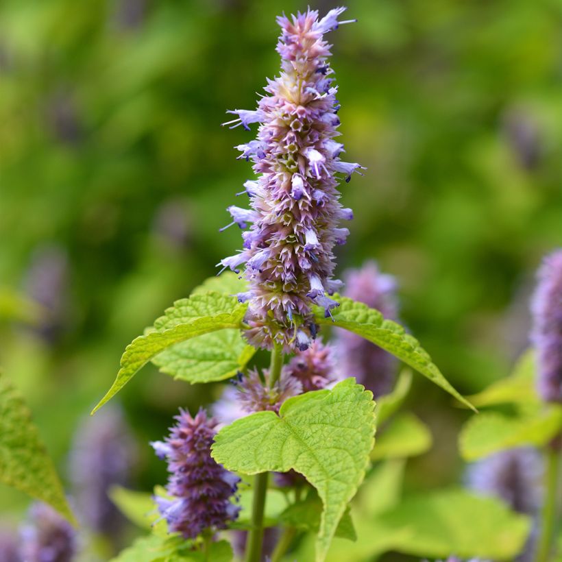 Agastache foeniculum (Floração)