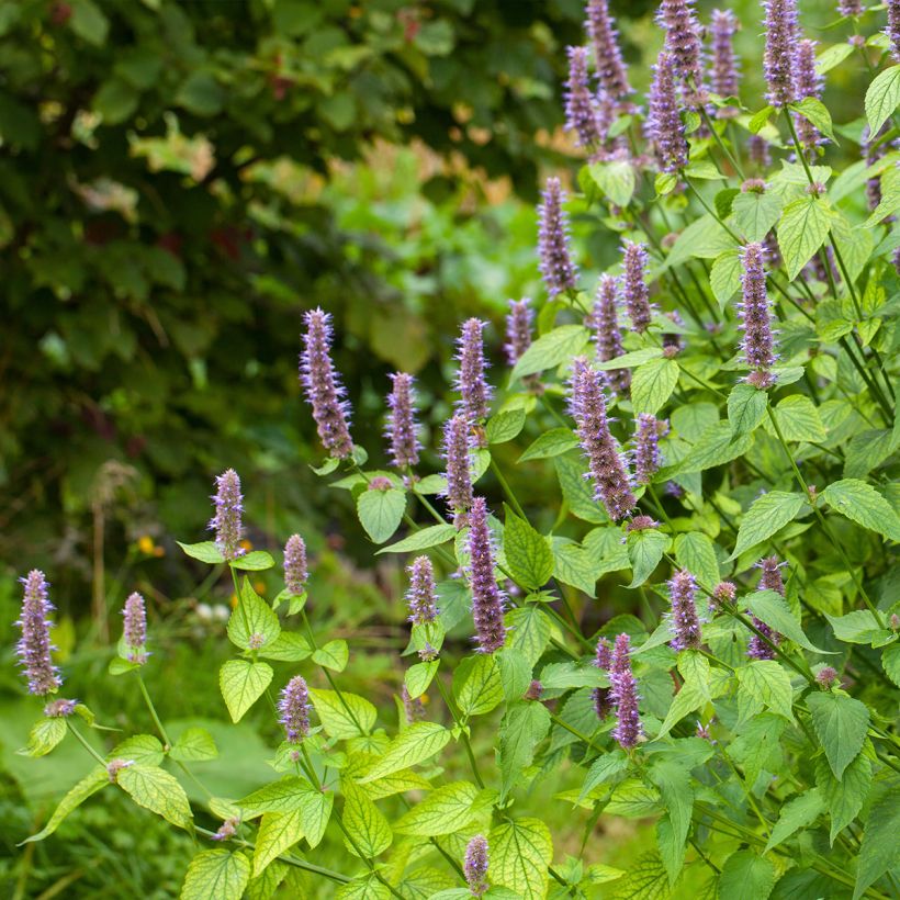 Agastache foeniculum (Hábito)