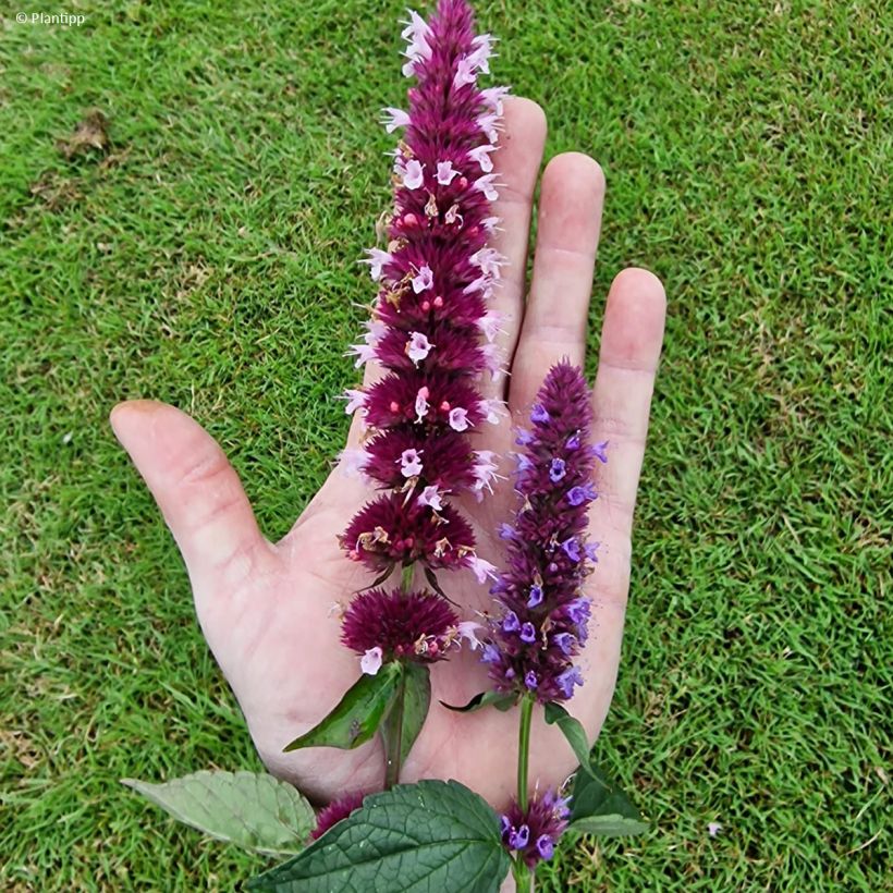 Agastache Beelicious Pink (Floração)