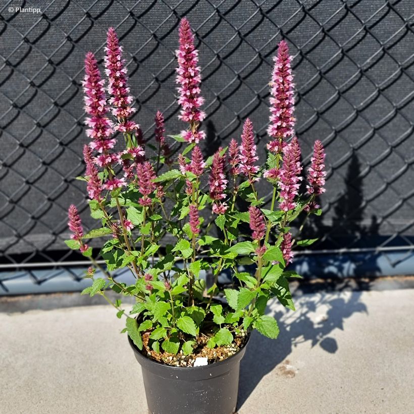Agastache Beelicious Pink (Hábito)